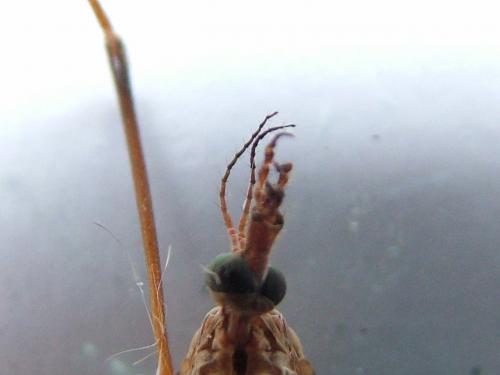 Tipula sp.
